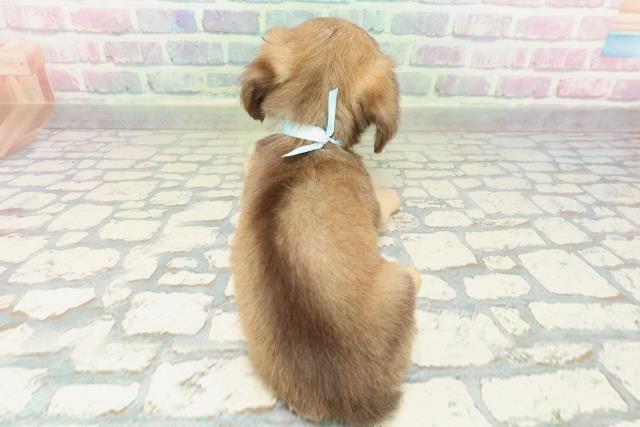 埼玉県のチワックス(チワワ×ダックス) (Coo&RIKU大宮店/2026年2月7日生まれ/男の子/フォーン)の子犬の4枚目の画像