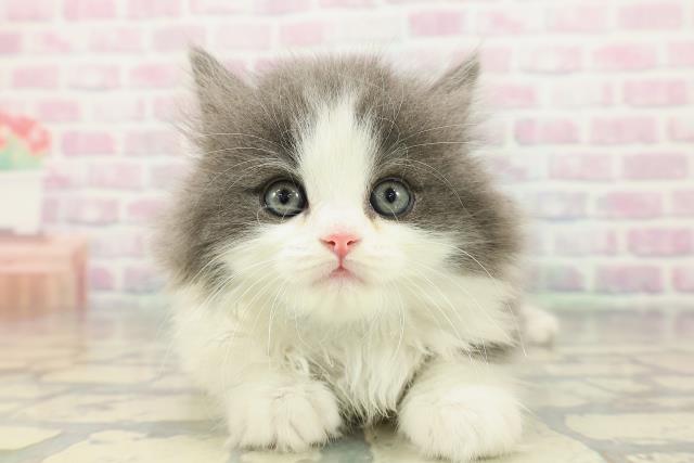 東京都のスコティッシュフォールド (Coo&RIKU中野サンモール店/2026年2月9日生まれ/男の子/ブルーホワイト)の子猫