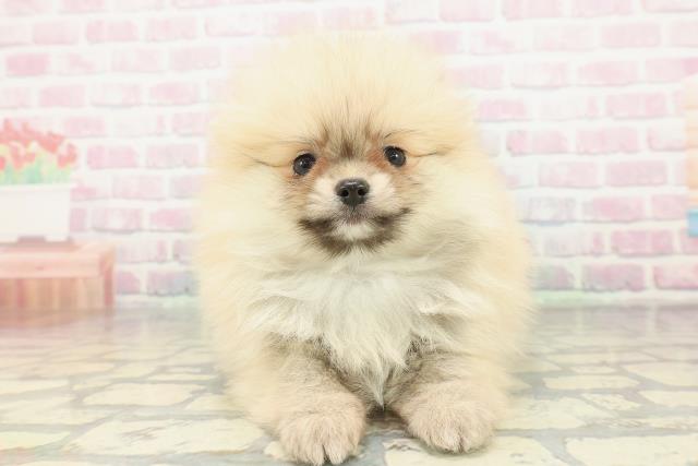 埼玉県のポメラニアン (Coo&RIKU川口戸塚店/2026年2月8日生まれ/男の子/クリーム)の子犬