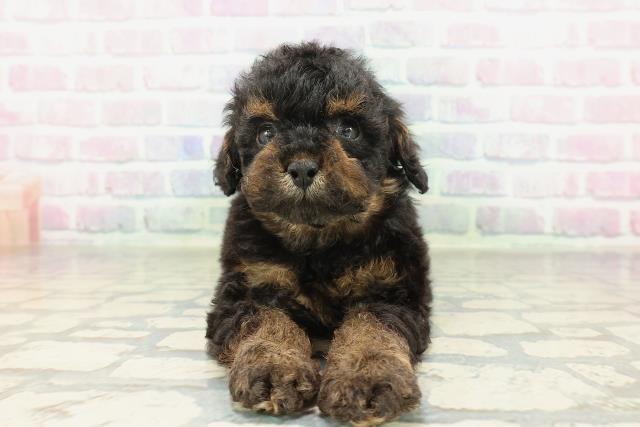 山梨県のトイプードル(トイ) (Coo&RIKU甲府昭和通り店/2026年2月8日生まれ/男の子/ブラックタン)の子犬の1枚目の画像