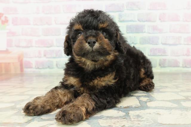 山梨県のトイプードル(トイ) (Coo&RIKU甲府昭和通り店/2026年2月8日生まれ/男の子/ブラックタン)の子犬の2枚目の画像