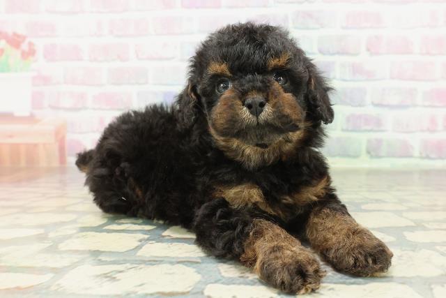 山梨県のトイプードル(トイ) (Coo&RIKU甲府昭和通り店/2026年2月8日生まれ/男の子/ブラックタン)の子犬の3枚目の画像