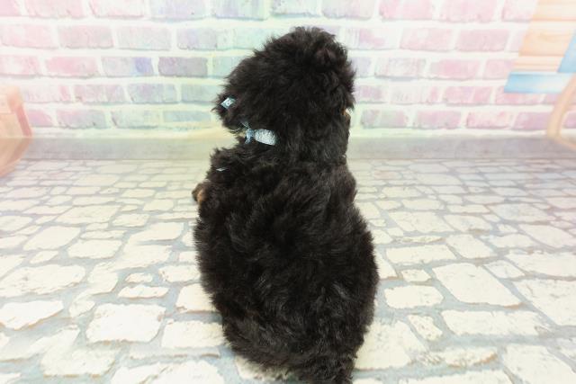 山梨県のトイプードル(トイ) (Coo&RIKU甲府昭和通り店/2026年2月8日生まれ/男の子/ブラックタン)の子犬の4枚目の画像