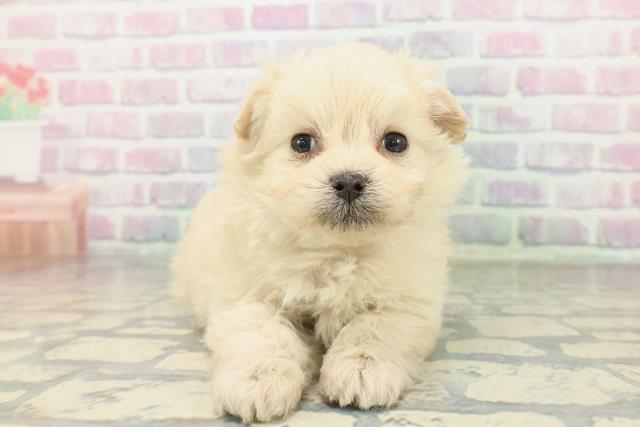 神奈川県のポメプー(ポメラニアン×プードル) (Coo&RIKU日吉店/2026年2月9日生まれ/男の子/クリーム)の子犬