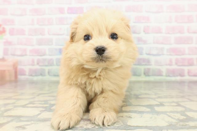 東京都のポメプー(ポメラニアン×プードル) (Coo&RIKUフレスポ住吉店/2026年2月9日生まれ/男の子/アプリコット)の子犬