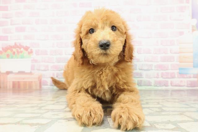 福島県のスタンダードプードル (Coo&RIKU会津若松店/2026年2月10日生まれ/男の子/レッド)の子犬の1枚目の画像