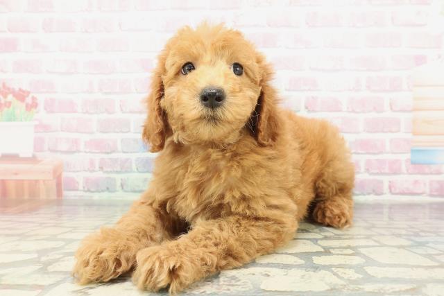 福島県のスタンダードプードル (Coo&RIKU会津若松店/2026年2月10日生まれ/男の子/レッド)の子犬の2枚目の画像