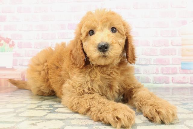 福島県のスタンダードプードル (Coo&RIKU会津若松店/2026年2月10日生まれ/男の子/レッド)の子犬の3枚目の画像