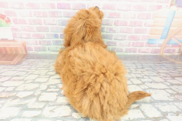 福島県のスタンダードプードル (Coo&RIKU会津若松店/2026年2月10日生まれ/男の子/レッド)の子犬の4枚目の画像