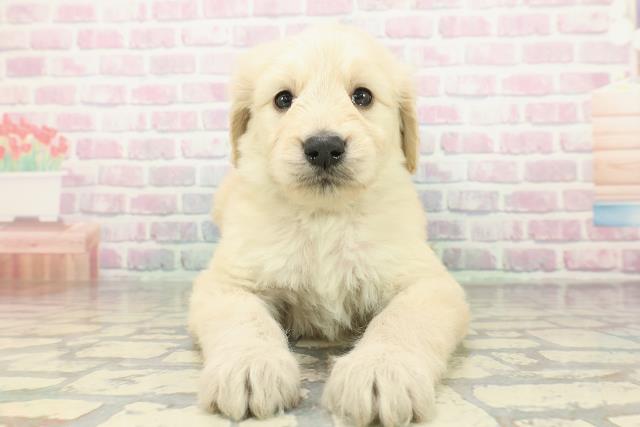 山梨県のゴールデンドゥードゥル(ゴールデン×プードル) (Coo&RIKU甲府昭和通り店/2026年2月10日生まれ/男の子/クリーム)の子犬の1枚目の画像