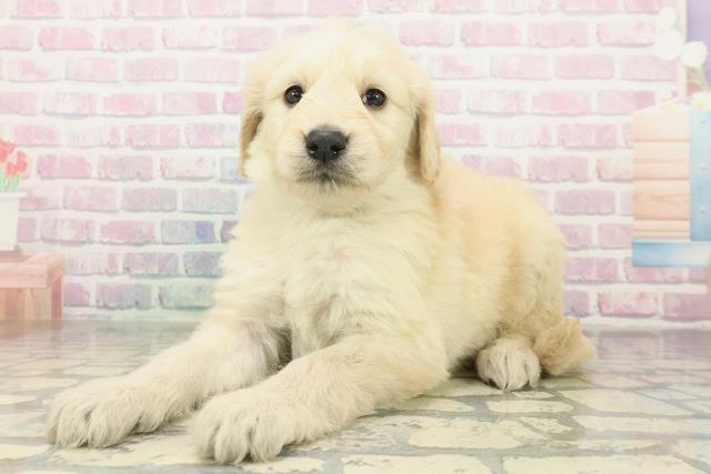 山梨県のゴールデンドゥードゥル(ゴールデン×プードル) (Coo&RIKU甲府昭和通り店/2026年2月10日生まれ/男の子/クリーム)の子犬の2枚目の画像