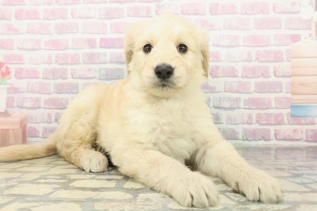 山梨県のゴールデンドゥードゥル(ゴールデン×プードル) (Coo&RIKU甲府昭和通り店/2026年2月10日生まれ/男の子/クリーム)の子犬の3枚目の画像