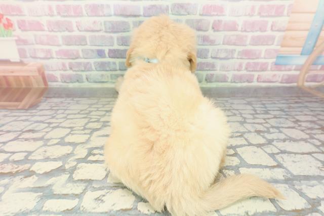 山梨県のゴールデンドゥードゥル(ゴールデン×プードル) (Coo&RIKU甲府昭和通り店/2026年2月10日生まれ/男の子/クリーム)の子犬の4枚目の画像