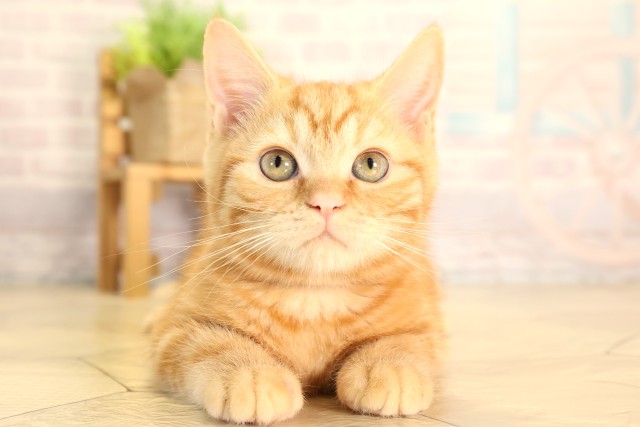 静岡県のスコティッシュフォールド (Coo&RIKU藤枝店/2025年12月31日生まれ/女の子/レッドタビーホワイト)の子猫の1枚目の画像