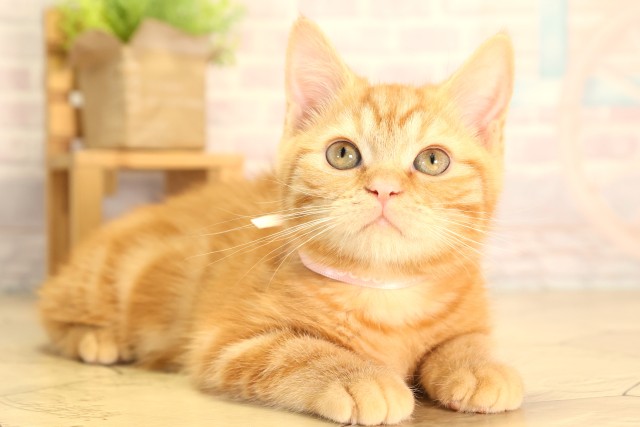 静岡県のスコティッシュフォールド (Coo&RIKU藤枝店/2025年12月31日生まれ/女の子/レッドタビーホワイト)の子猫の2枚目の画像