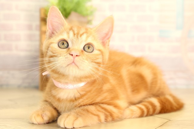 静岡県のスコティッシュフォールド (Coo&RIKU藤枝店/2025年12月31日生まれ/女の子/レッドタビーホワイト)の子猫の3枚目の画像