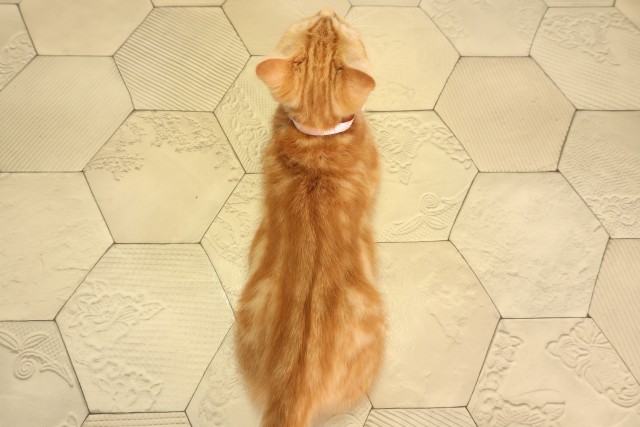 静岡県のスコティッシュフォールド (Coo&RIKU藤枝店/2025年12月31日生まれ/女の子/レッドタビーホワイト)の子猫の4枚目の画像