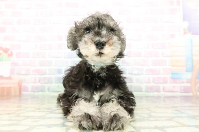 神奈川県のミニチュアシュナウザー (Coo&RIKUパウ川崎店/2026年2月4日生まれ/男の子/ソルトペッパー)の子犬の1枚目の画像