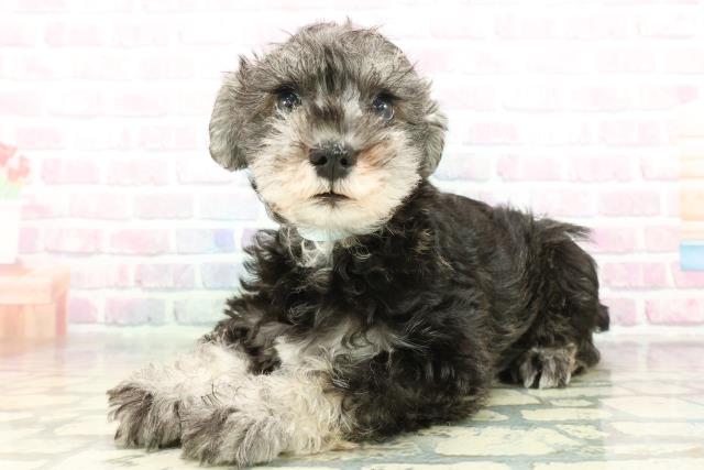 神奈川県のミニチュアシュナウザー (Coo&RIKUパウ川崎店/2026年2月4日生まれ/男の子/ソルトペッパー)の子犬の2枚目の画像