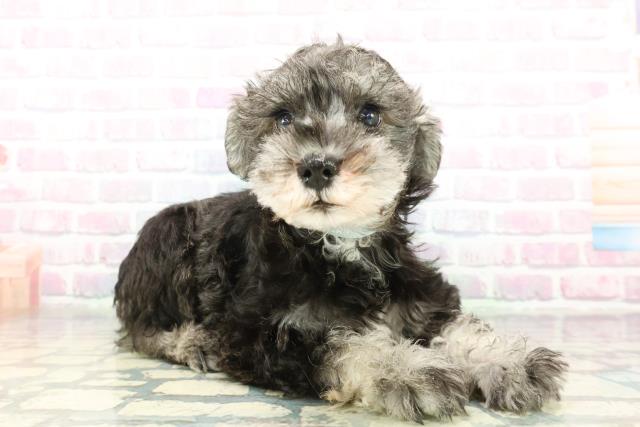 神奈川県のミニチュアシュナウザー (Coo&RIKUパウ川崎店/2026年2月4日生まれ/男の子/ソルトペッパー)の子犬の3枚目の画像