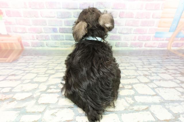 神奈川県のミニチュアシュナウザー (Coo&RIKUパウ川崎店/2026年2月4日生まれ/男の子/ソルトペッパー)の子犬の4枚目の画像