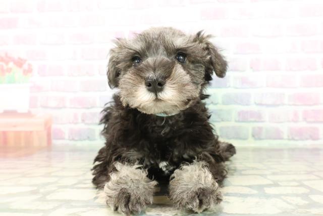 東京都のミニチュアシュナウザー (Coo&RIKU足立本店/2026年2月4日生まれ/男の子/ソルトペッパー)の子犬の1枚目の画像