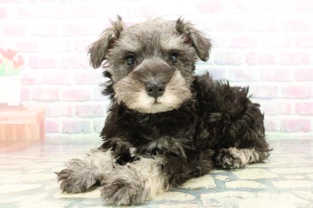 東京都のミニチュアシュナウザー (Coo&RIKU足立本店/2026年2月4日生まれ/男の子/ソルトペッパー)の子犬の2枚目の画像