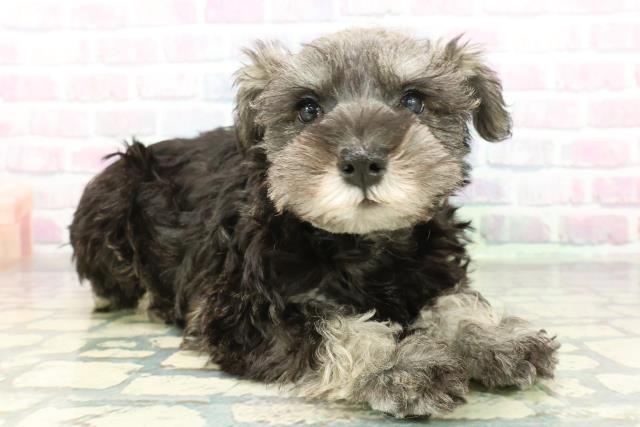 東京都のミニチュアシュナウザー (Coo&RIKU足立本店/2026年2月4日生まれ/男の子/ソルトペッパー)の子犬の3枚目の画像