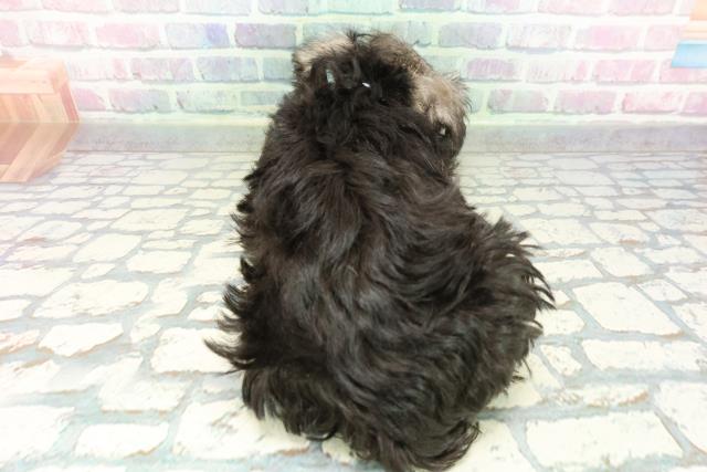 東京都のミニチュアシュナウザー (Coo&RIKU足立本店/2026年2月4日生まれ/男の子/ソルトペッパー)の子犬の4枚目の画像