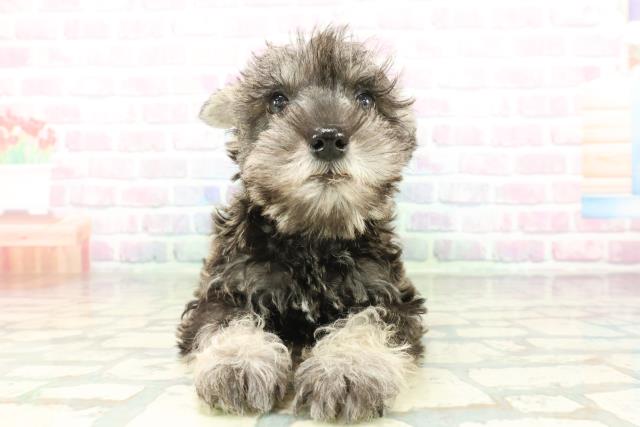 東京都のミニチュアシュナウザー (Coo&RIKU練馬店/2026年2月4日生まれ/男の子/ソルトペッパー)の子犬の1枚目の画像