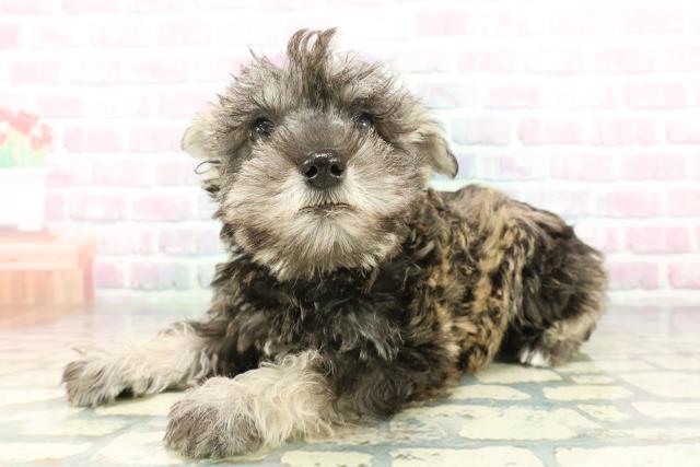 東京都のミニチュアシュナウザー (Coo&RIKU練馬店/2026年2月4日生まれ/男の子/ソルトペッパー)の子犬の2枚目の画像