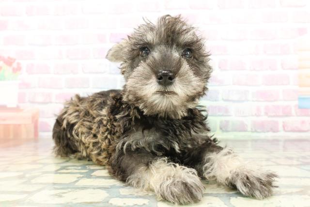 東京都のミニチュアシュナウザー (Coo&RIKU練馬店/2026年2月4日生まれ/男の子/ソルトペッパー)の子犬の3枚目の画像