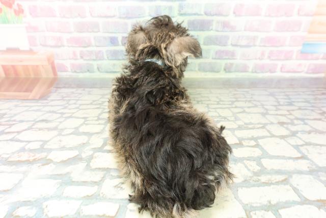 東京都のミニチュアシュナウザー (Coo&RIKU練馬店/2026年2月4日生まれ/男の子/ソルトペッパー)の子犬の4枚目の画像