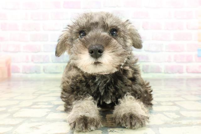 ミニチュア・シュナウザー