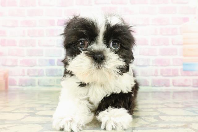 埼玉県のシーズー (Coo&RIKU所沢店/2026年2月4日生まれ/女の子/ホワイトブラック)の子犬