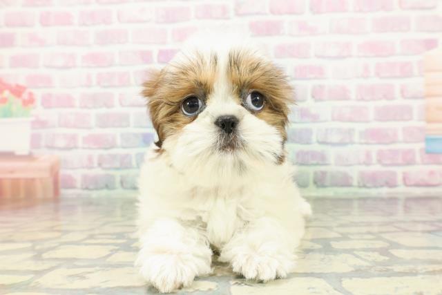 埼玉県のシーズー (Coo&RIKU岩槻店/2026年2月4日生まれ/女の子/ホワイトゴールド)の子犬