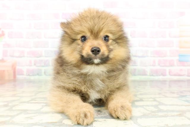 神奈川県のポメラニアン (Coo&RIKUパウ川崎店/2026年2月4日生まれ/男の子/オレンジ)の子犬の1枚目の画像