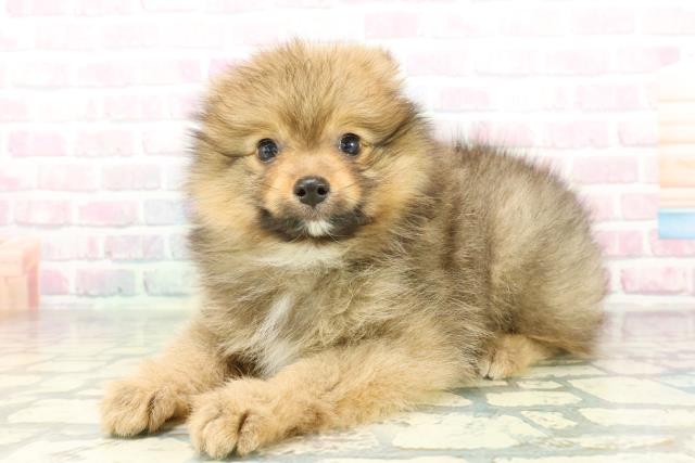 神奈川県のポメラニアン (Coo&RIKUパウ川崎店/2026年2月4日生まれ/男の子/オレンジ)の子犬の2枚目の画像