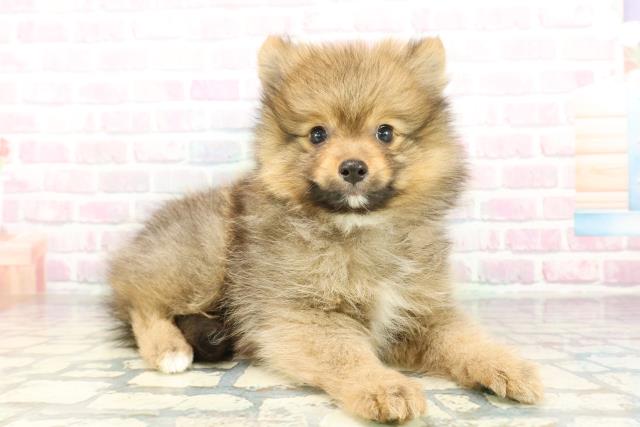 神奈川県のポメラニアン (Coo&RIKUパウ川崎店/2026年2月4日生まれ/男の子/オレンジ)の子犬の3枚目の画像