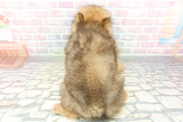 神奈川県のポメラニアン (Coo&RIKUパウ川崎店/2026年2月4日生まれ/男の子/オレンジ)の子犬の4枚目の画像