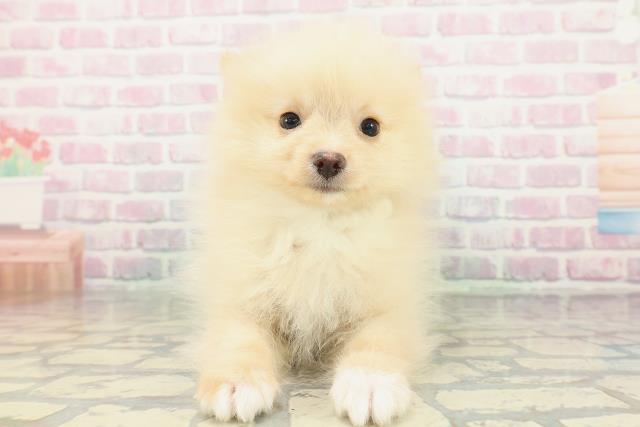 埼玉県のポメラニアン (Coo&RIKU所沢店/2026年2月4日生まれ/男の子/クリーム)の子犬