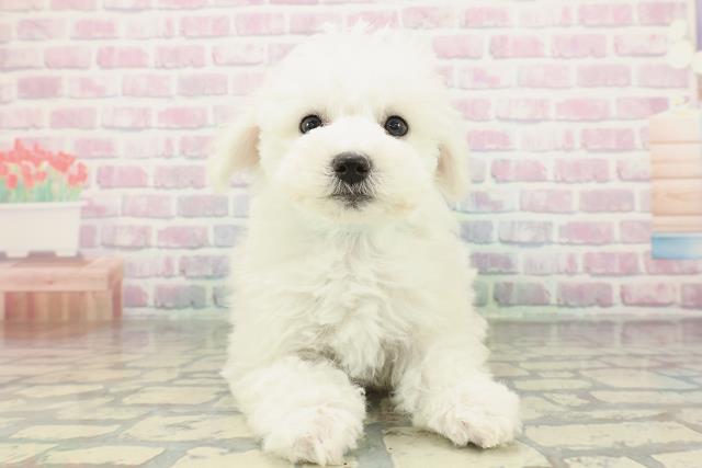 東京都のビションフリーゼ (Coo&RIKU八王子西店/2026年2月6日生まれ/男の子/ホワイト)の子犬の1枚目の画像