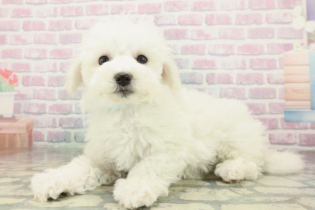 東京都のビションフリーゼ (Coo&RIKU八王子西店/2026年2月6日生まれ/男の子/ホワイト)の子犬の2枚目の画像