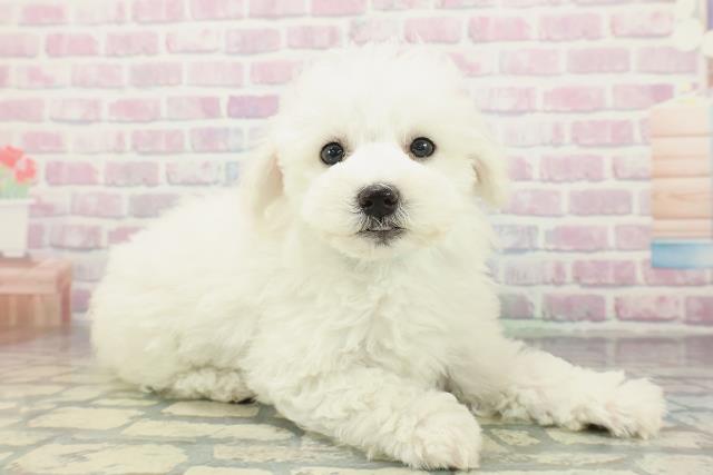 東京都のビションフリーゼ (Coo&RIKU八王子西店/2026年2月6日生まれ/男の子/ホワイト)の子犬の3枚目の画像