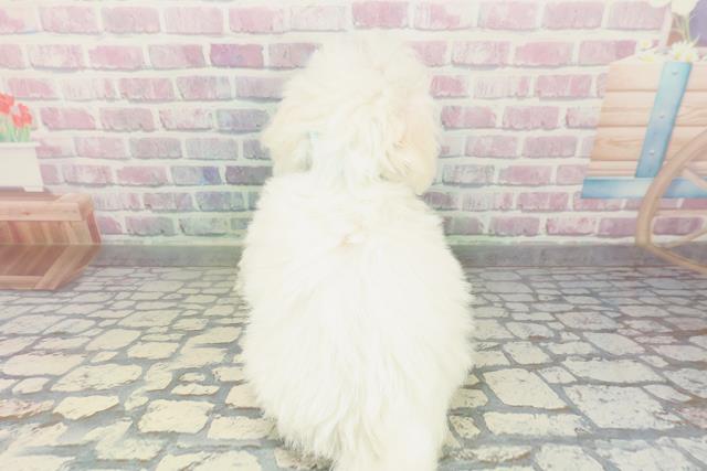 東京都のビションフリーゼ (Coo&RIKU八王子西店/2026年2月6日生まれ/男の子/ホワイト)の子犬の4枚目の画像