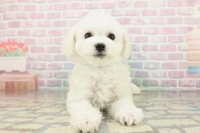 ビション・フリーゼ