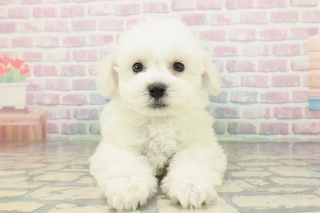 ビション・フリーゼ