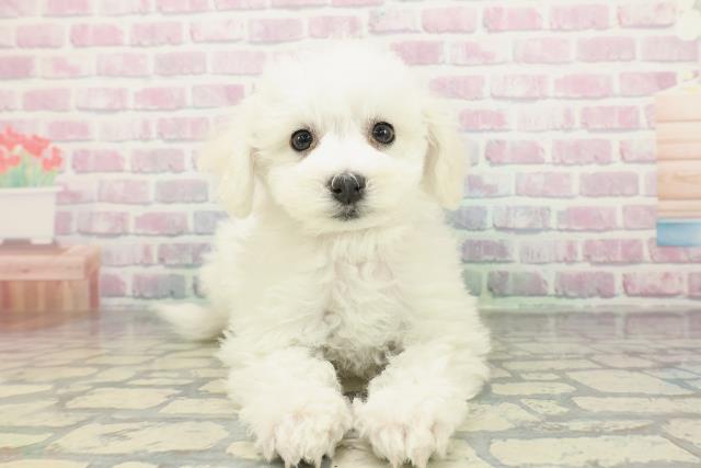 ビション・フリーゼ