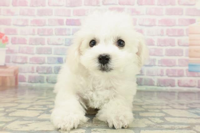 東京都のビションフリーゼ (Coo&RIKU江戸川店/2026年2月6日生まれ/女の子/ホワイト)の子犬の1枚目の画像