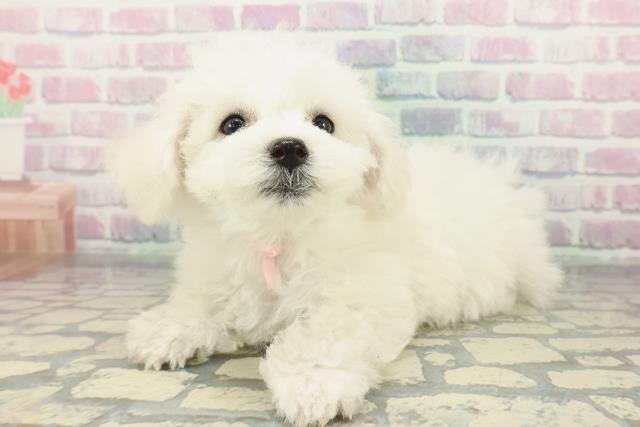 東京都のビションフリーゼ (Coo&RIKU江戸川店/2026年2月6日生まれ/女の子/ホワイト)の子犬の2枚目の画像